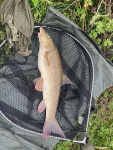Barbel