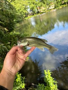 Smallmouth Bass