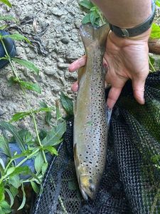 Brown Trout