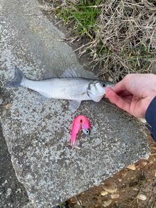 European Bass (Seabass)