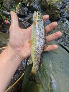 Brown Trout