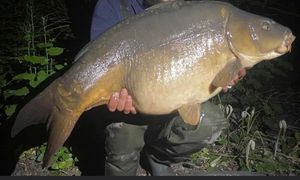 Mirror Carp