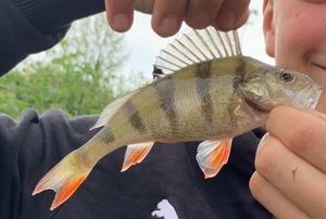 European Perch