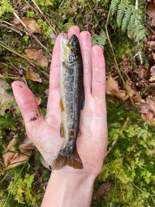 Brown Trout