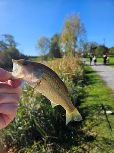 Largemouth Bass
