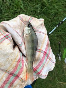 European Perch