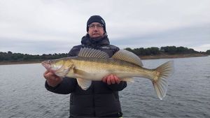 Zander