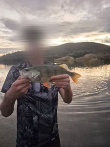 European Perch