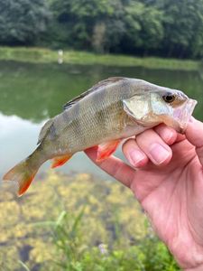 European Perch