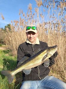 Zander