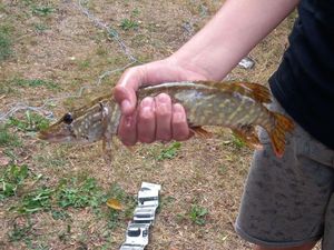 Northern Pike