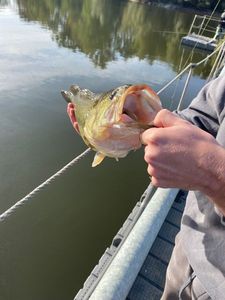 Largemouth Bass