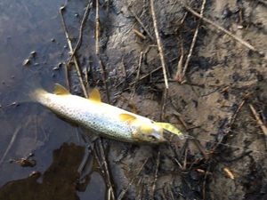 Brown Trout