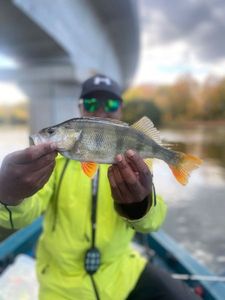 European Perch