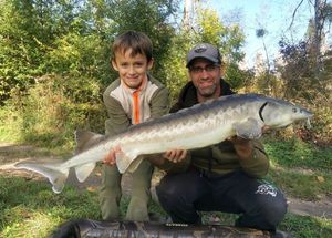 Shortnose Sturgeon