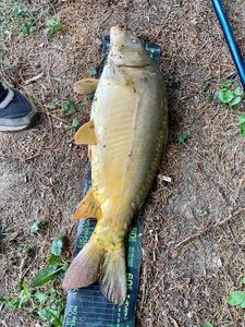 Mirror Carp