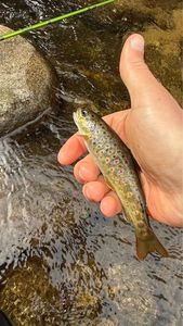 Brown Trout