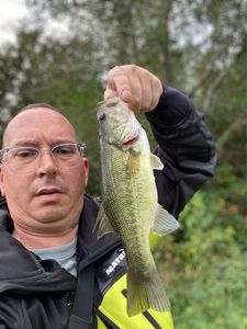 Largemouth Bass