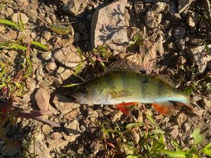 European Perch