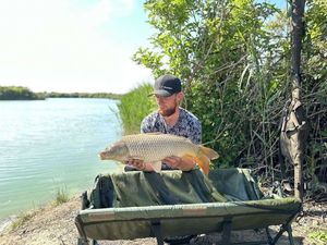 Common Carp