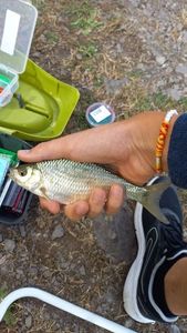 Common Bream