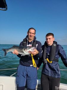 European Bass (Seabass)