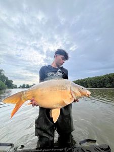 Mirror Carp