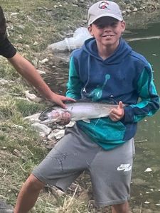 Rainbow Trout