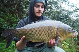 Common Carp