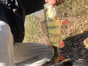 European Perch