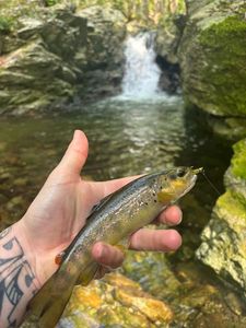 Brown Trout