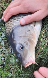 Common Carp