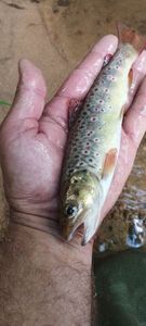 Brown Trout