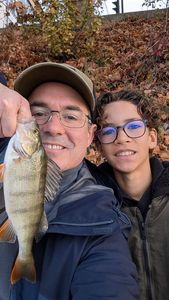 European Perch