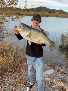 Largemouth Bass