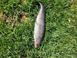 Rainbow Trout