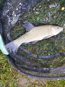 Tench