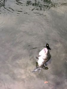 Rainbow Trout