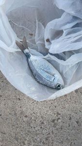 Gilthead Seabream