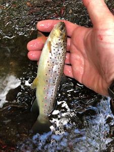 Brown Trout