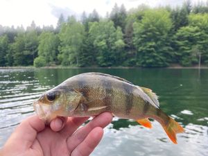 European Perch