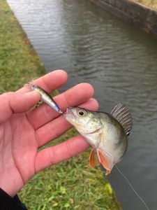 European Perch