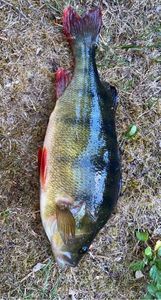 European Perch