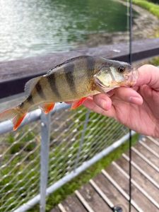 European Perch