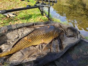 Common Carp
