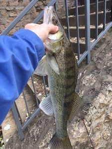 Zander