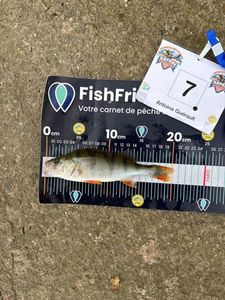 European Perch