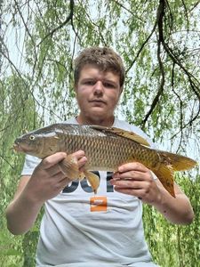 Common Carp