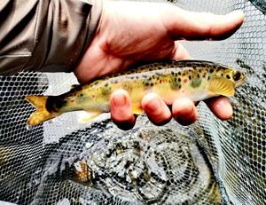 Brown Trout