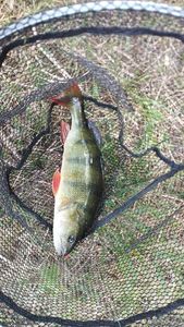 European Perch